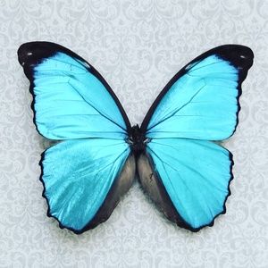 Meet your Posher, Koti